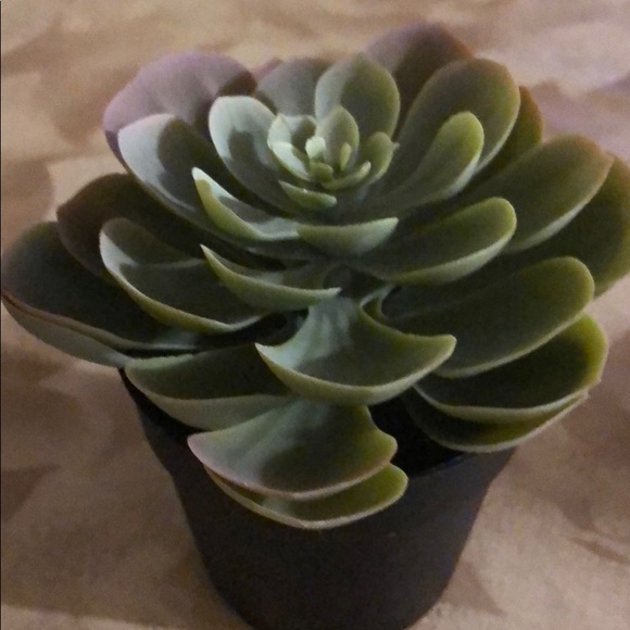 Meet your Posher, Nina - Picture 1 of 1